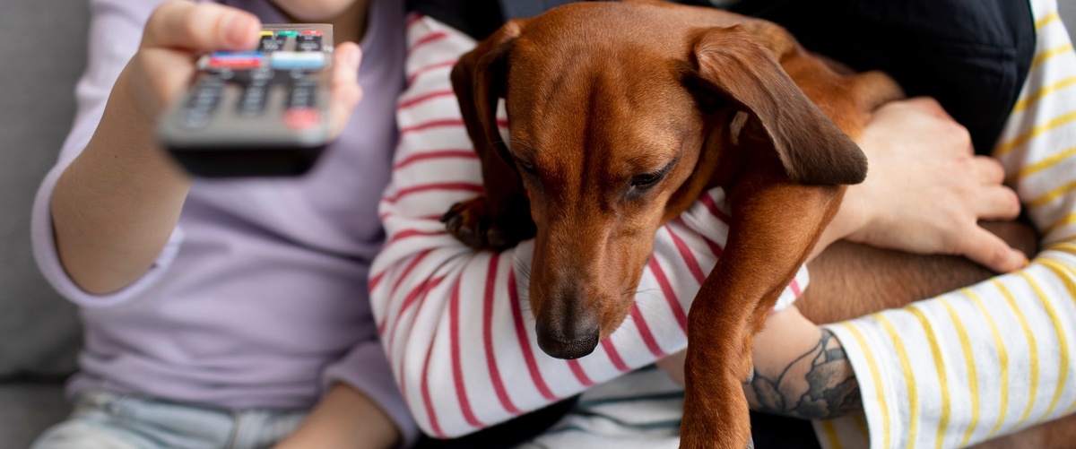 Alternativas y seguros que incluyen el seguro de mascotas de DKV