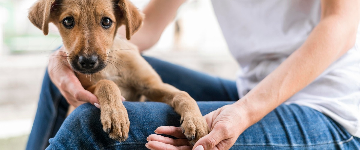 Aseguradoras y precios de seguro de vida para mascotas