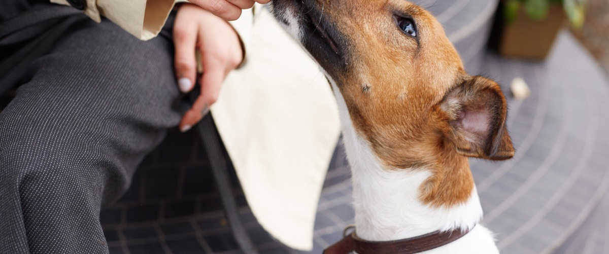Coberturas, veterinarios, precio y franquicias de Adeslas Mascotas