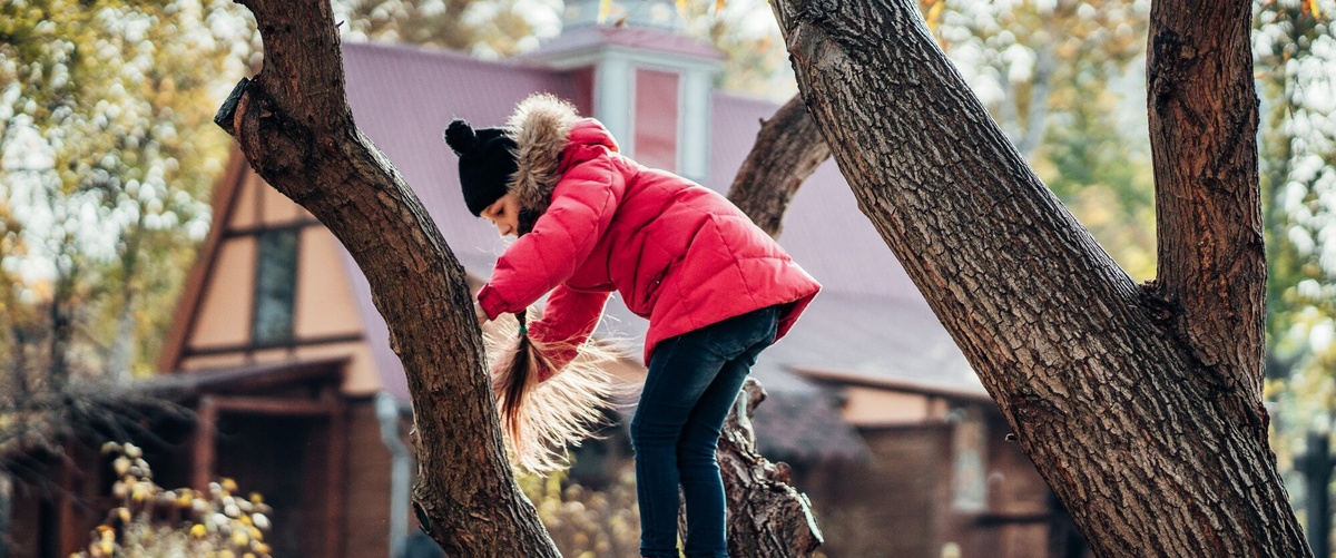 ¿Cubre el seguro de hogar la caída de árboles? Compañías aseguradoras que ofrecen esta cobertura. 1