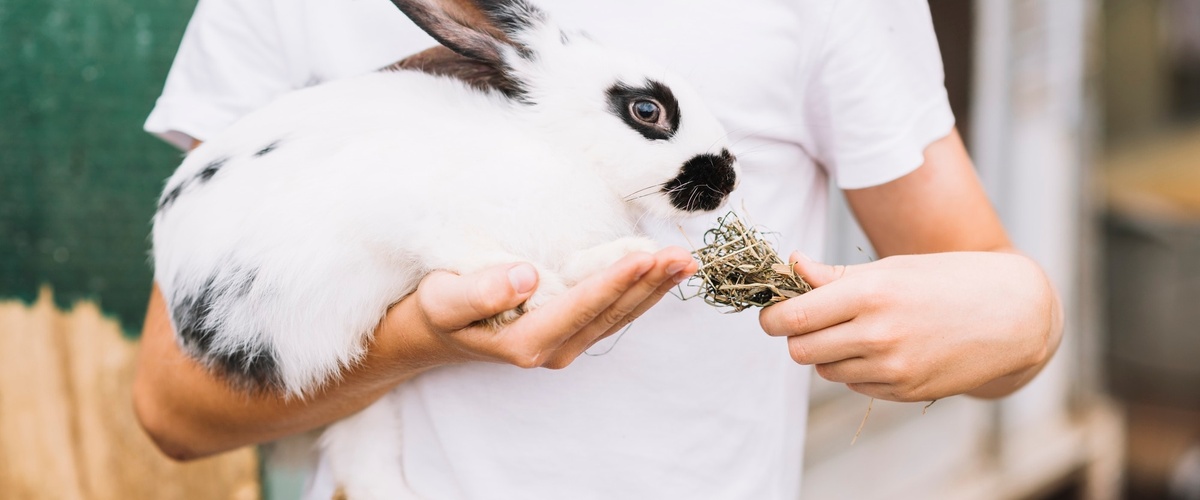 Cuánto cuesta y qué cubre un seguro médico para conejos