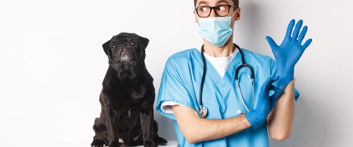Descubre la cobertura, contacto y precio del seguro de mascotas Santalucía
