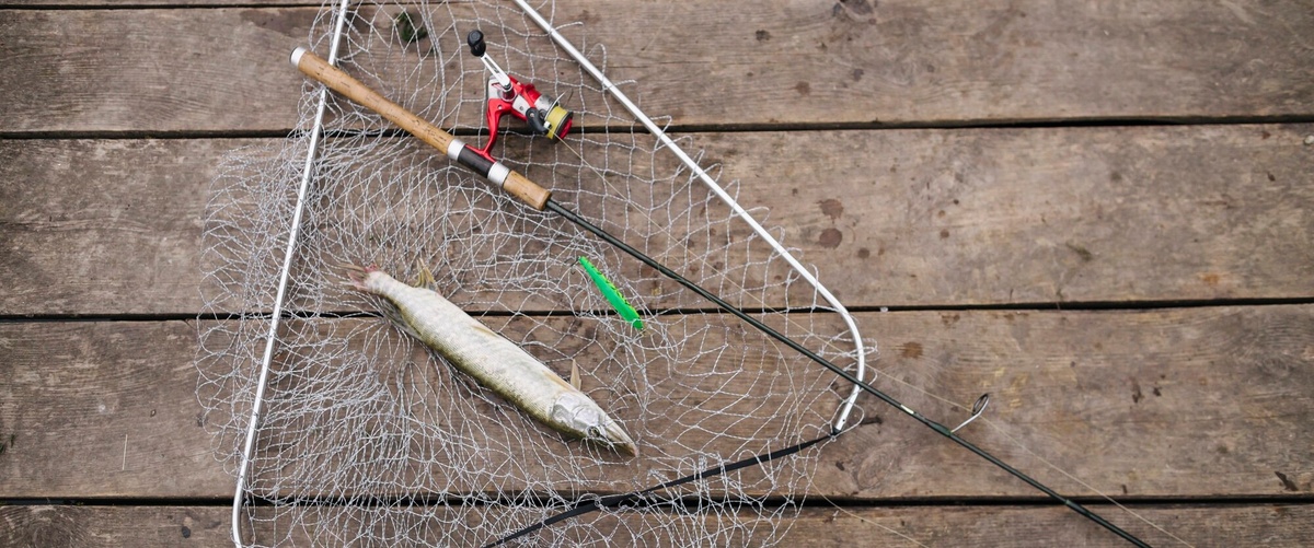Seguro de pesca económico