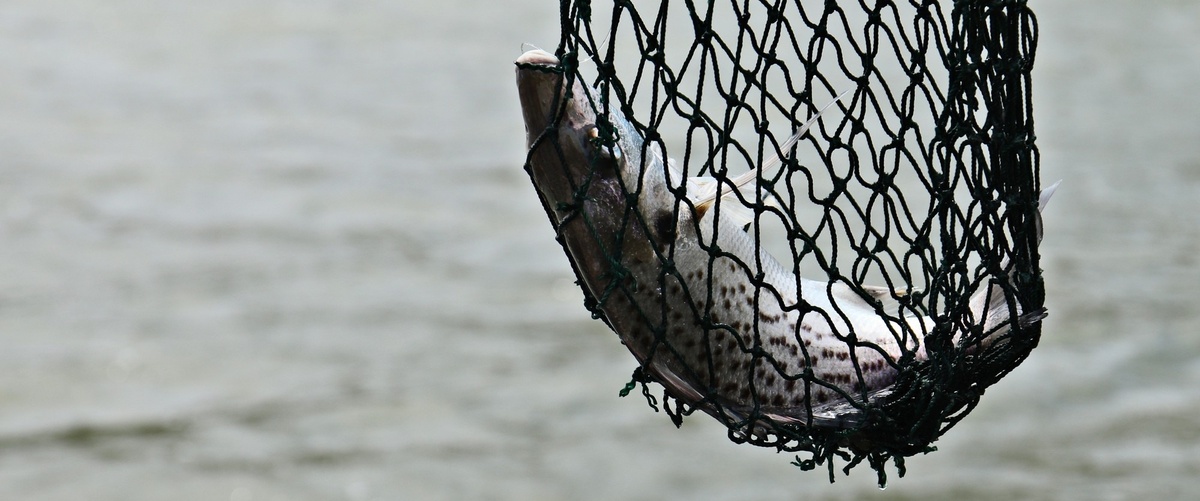 Seguro de responsabilidad civil para pesca