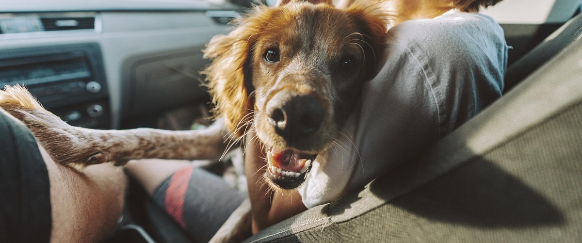 Seguro de viaje para perros: protección en casos de accidentes, pérdida o fallecimiento