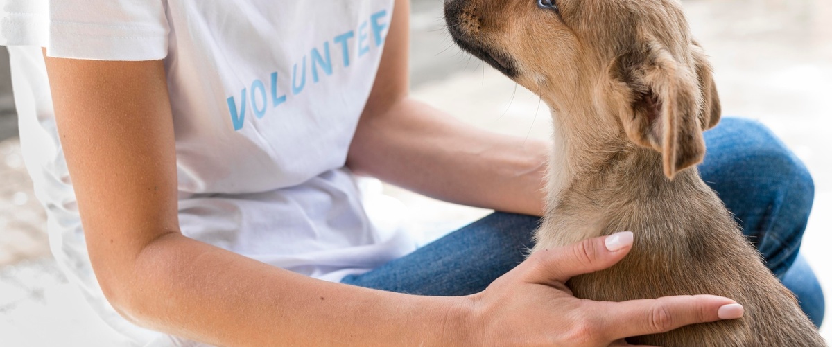 Seguros para perros: Responsabilidad civil, precios y opciones destacadas para proteger a tu mascota