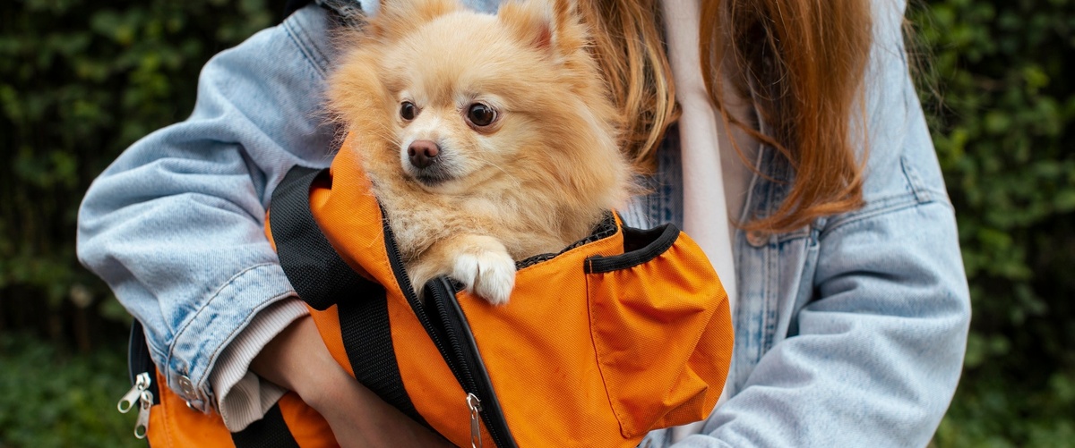 Todo lo que necesitas saber sobre el seguro de viaje para mascotas 1