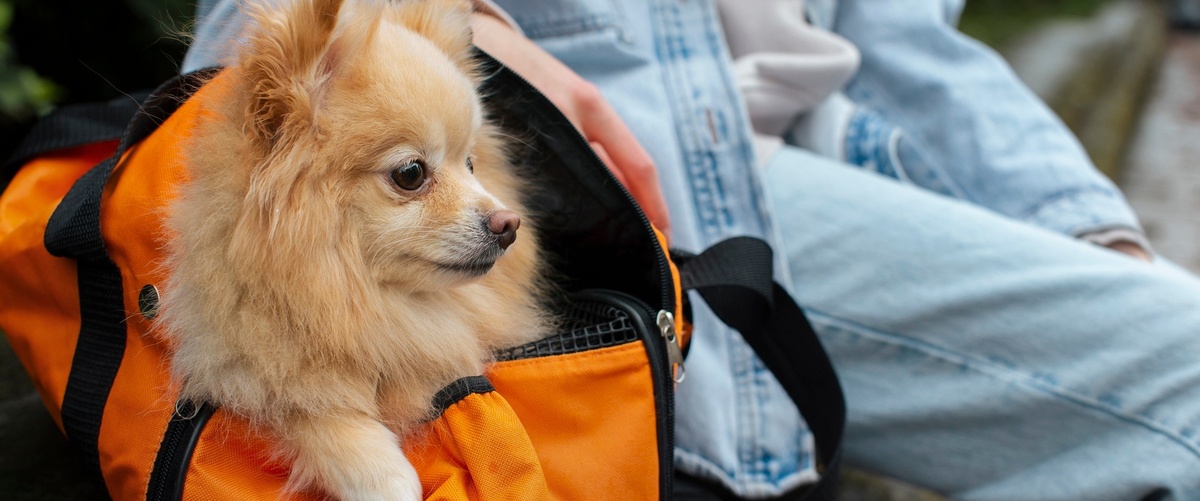 Todo lo que necesitas saber sobre el seguro de viaje para mascotas