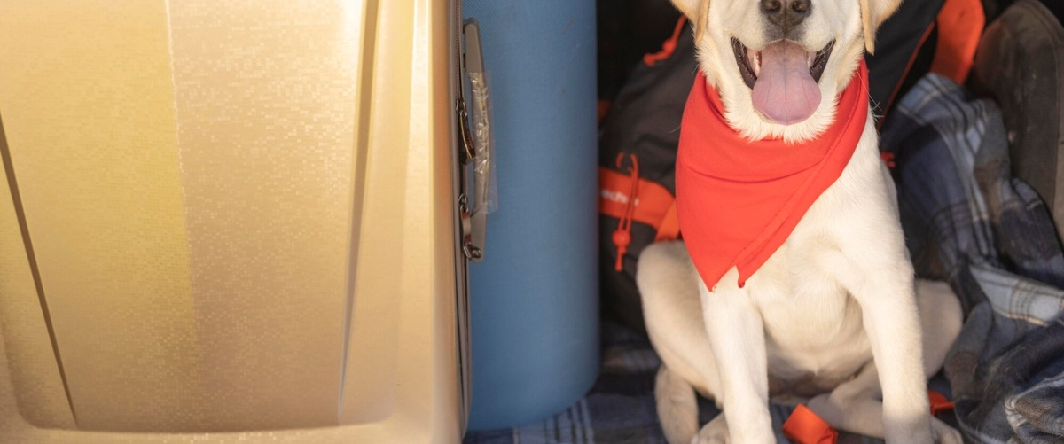Todo lo que necesitas saber sobre el seguro de viaje para mascotas